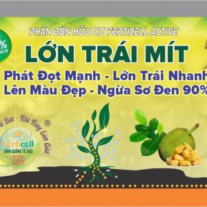 Lớn trái mít